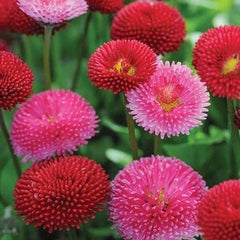 BELLIS PERENNIS POMPONETTE MIXED FLOWER SEEDS FOR KITCHEN GARDENING