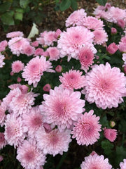 Hybrid Chrysanthemum Flower Seeds For Gardening